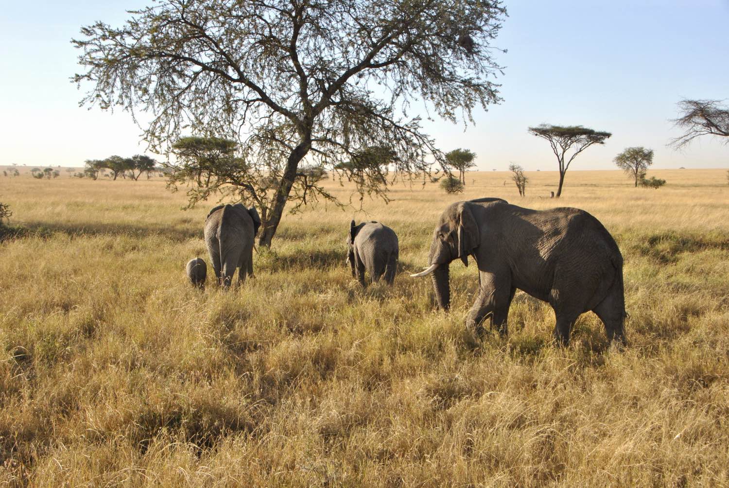 Serengeti Tansania Elefanten